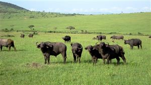 肯尼亚10天观看野生动物特色之旅
